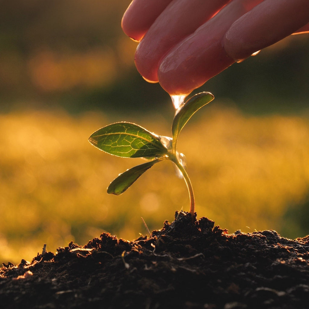Why Certified Organic Beauty Matters: The Soil Association Gold Standard