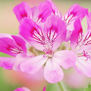 Geranium Rose Essential Oil (No. 116)
