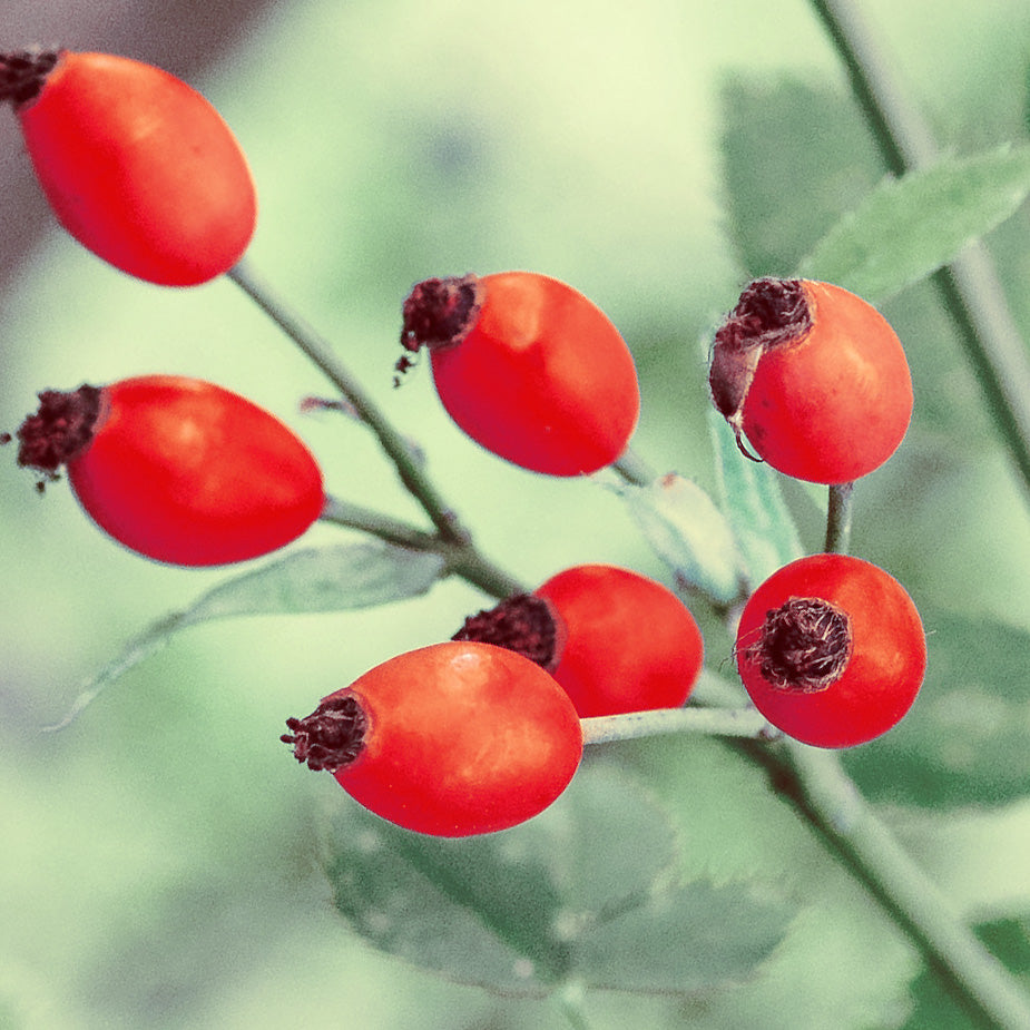 Gentle Superlight Face Oil for Sensitive Skin Naissance UK