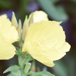 Evening Primrose Organic Oil (No. 207)