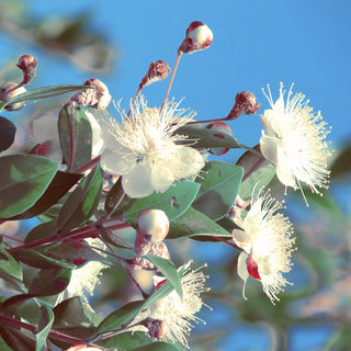 Myrtle Essential Oil (No. 176)