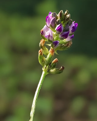 Bakuchiol Sytenol® A (Nature's alternative to retinol)