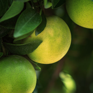 Grapefruit Essential Oil (No. 115)