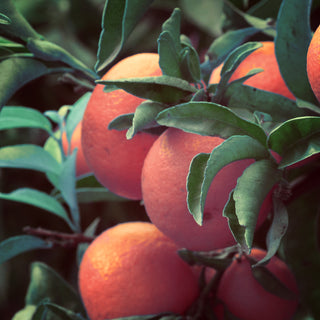 Mandarin Essential Oil (No. 154)