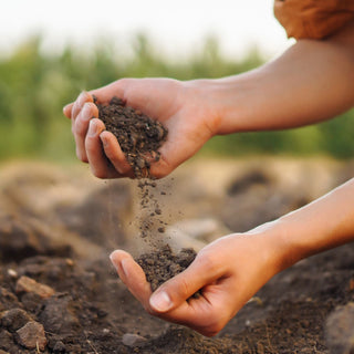 Organic September: A Journey to Purity and Sustainability | Naissance