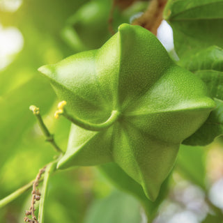Inca Inchi® Organic Active Oil