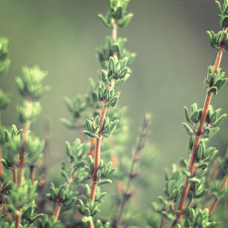 Thyme Organic Essential Oil (N° 166)