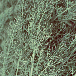 Dill Seed Essential Oil (No. 199)