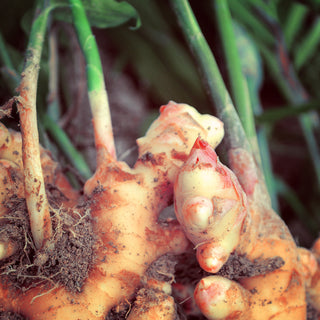 Ginger Organic Essential Oil (No. 118)