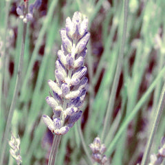 Lavender Spike Organic Essential Oil