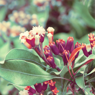 Clove Bud Essential Oil (No. 183)