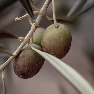 Olive Extra Virgin Oil (N° 223)