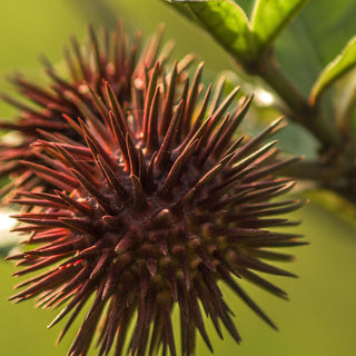 Castor Oil (No. 217)