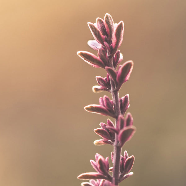 Lavender True Essential Oil Refill (1 Litre) (N° 102)